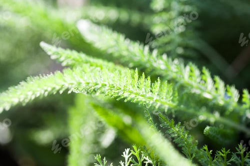 Preview: Green Abstract With Leaf Texture