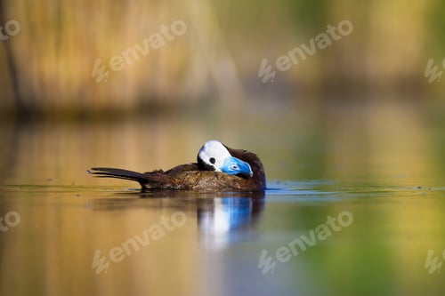 Preview: Duck Swimming In Lake. Cute White Headed Duck. Nature Colors Background. White Headed Duck Oxyura