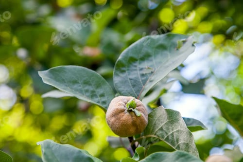 Preview: Organic Apple Quince In The Garden. Close Up View Of Apple Quince Hanging On Tree Branch With Green