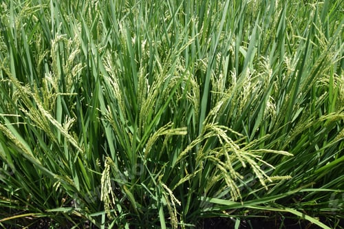 Preview: Fresh Green Rice Plants On Bali