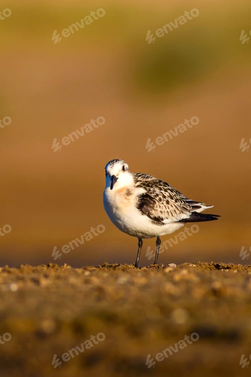 Preview: Cute Little Water Bird. Brown Nature Background. Bird: Little Stint / Calidris Minuta
