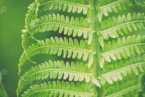 Preview: Young Spring Fern Leaves On Green Background In Wet Forest - Retro Vintage Film Look