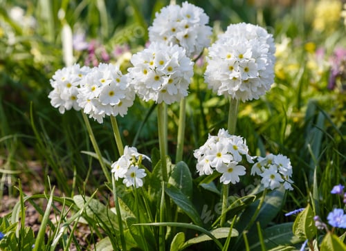 Preview: Примула Denticulata Alba In Spring Garden. White Primrose Flowers In Natural Background.