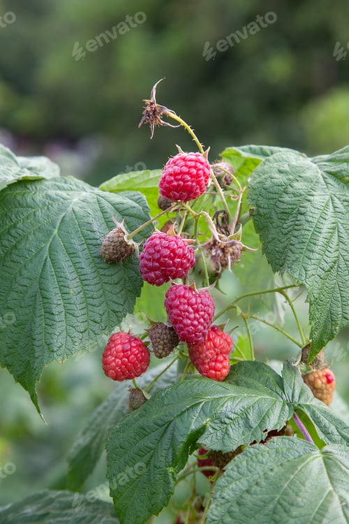 Vista previa: Lots Of Red Ripe Raspberries On A Bush. Close Up Of Fresh Organic Berries With Green Leaves On