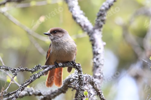 Preview: Siberian Jay Sweden