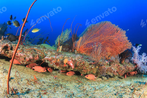 Preview: Coral Reef Underwater And Fish In Ocean