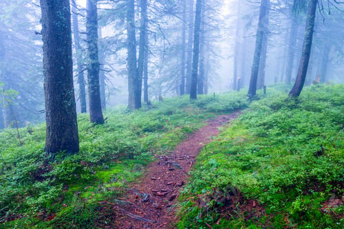 Preview: Landscape With Patway In Mysterious Green Forest