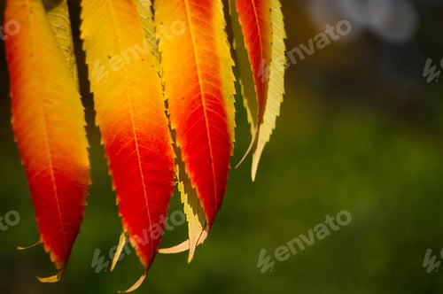 Preview: Autumn Red And Yellow Colors Of The Rhus Typhina, Staghorn Sumac, Anacardiaceae, Leaves Of Sumac On