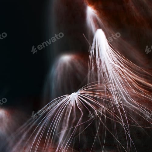 Preview: Abstract Composition With Dried Plants Seeds. Looks Like Dandelion Seeds