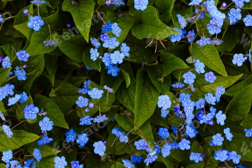 Preview: Navelwort Or Omphalodes Linifolia Blue Flowers In Spring Garden. Opmhalodes Vesna Moench Variety