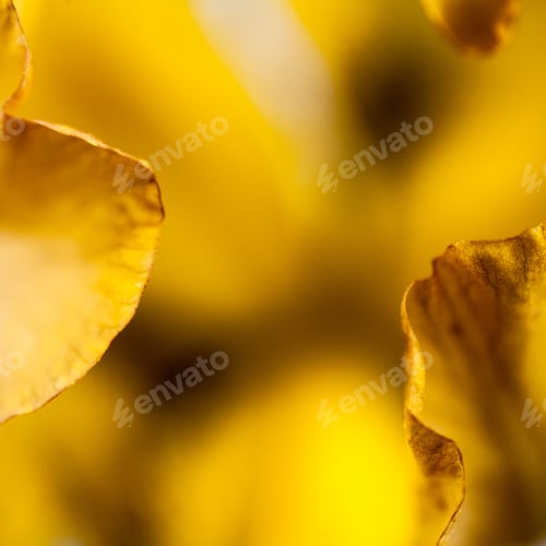 Preview: Beautiful Iris Flower With Details