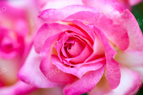 Preview: Pink Rose Budding in the Light of Day