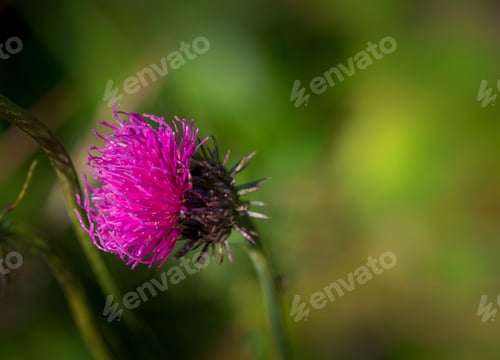 Preview: Pink Macro Flower In The Mountains