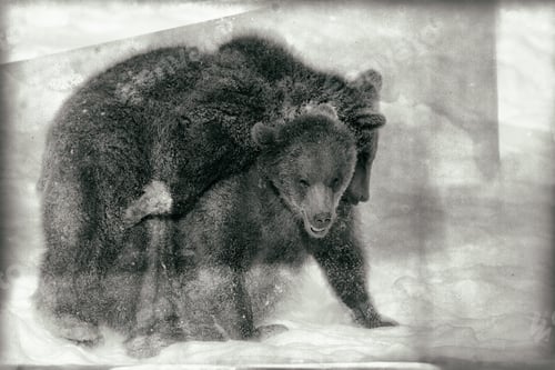 Preview: Young Brown Bears (Ursus Arctos) In The Bayerischer Wald National Park, Bayern, Germany