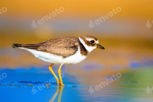 Preview: Cute Little Bird. Nature Background. Common Ringed Plover