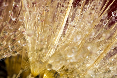 Preview: Dandelion Seeds With Water Drops On Colorful Background