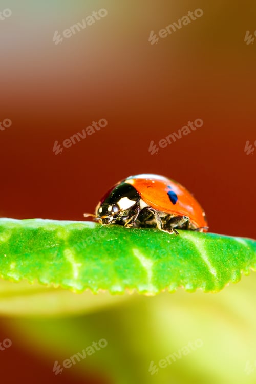 Preview: Cute Animal Ladybird. Natural Background.