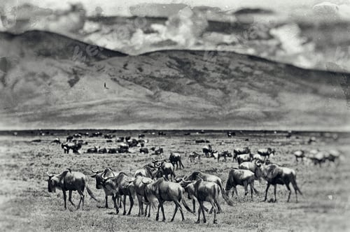 Preview: Vintage Style Black And White Image Of Wildebeests In The Serengeti National Park, Tanzania