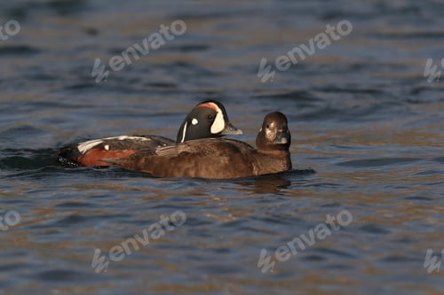 Preview: Harlequin Duck Iceland