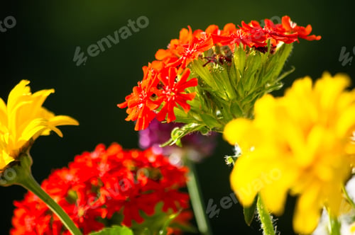 Preview: A Bouquet Of Bright Spring Flowers Of Various Types