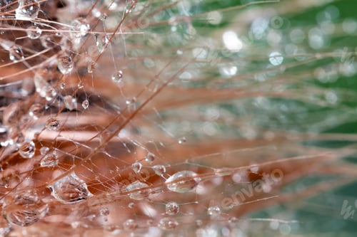 Preview: Dandelion Seeds With Water Drops On Colorful Background