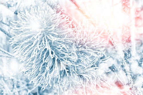 Preview: Forest In The Frost. Winter Landscape. Snow Covered Trees.