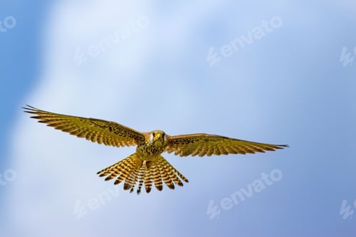 Preview: Flying Bird. Blue Sky Background. Common Kestrel. Lesser Kestrel / Falco Naumanni