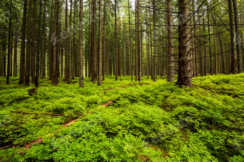 Preview: Dark Forest With Tree Trunks In Even Light. Green Forest Bed