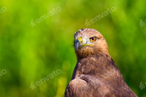 Preview: Bird Of Prey. Portrait Of Buzzard. Green Nature Background.