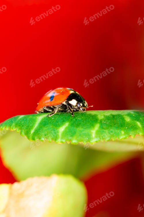 Preview: Cute Lady Bird. Natural Red Background. Ladybug.