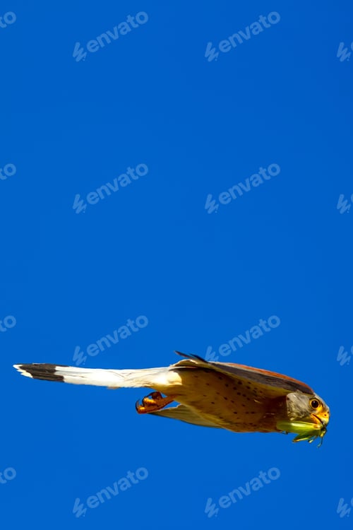 Preview: Flying Falcon With Hunt. Blue Sky Background. Bird: Lesser Kestrel. Falco Naumanni.