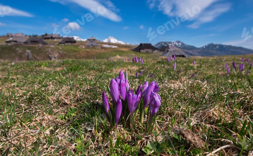 Preview: Spring Crocus At Velika Planina In Slovenia With Old Shepherd Cottages All Around.