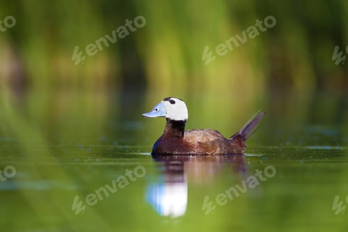 Preview: Swimming Duck. Cute Animals. Colorful Nature Background. Duck: White Headed Duck. Oxyura