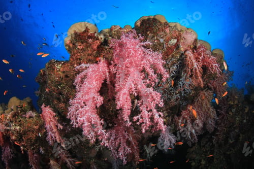 Preview: Coral Reef, Fish And Ocean