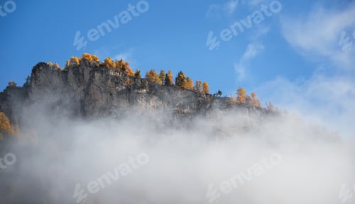 Preview: Golden Larches In Autumn Forest In The Dolomites Mountains