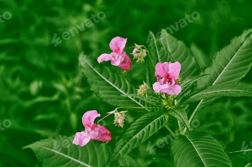 Preview: Colorful Bright Snapdragon Flowers On A Background Of Summer Landscape.