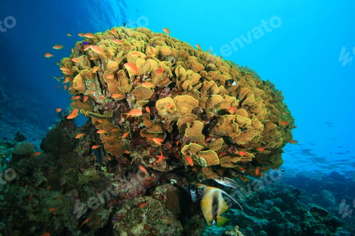 Preview: Cabbage Coral (Mycedium Elephantotus)