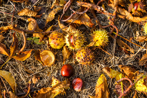 Preview: Autumn Leaves And Chestnuts On The Ground