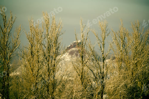 Preview: Winter Urban Frosty Landscape - Snow Covered Trees On Foggy Background