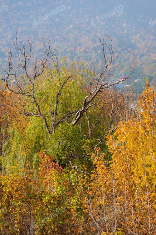 Preview: Autumn Trees With Beautiful Scenery, Armenia