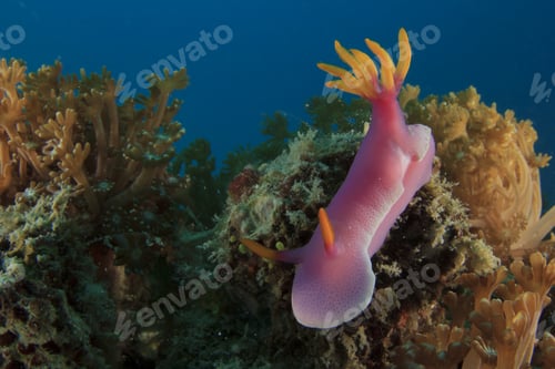 Preview: Nudibranch Sea Slug (Hypselodoris Apolegma)