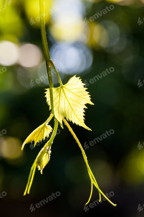 Preview: Green, Abstract Composition With Leaf Texture