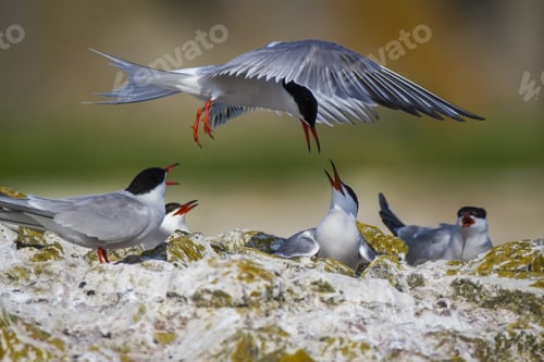 Preview: Cute Bird Tern Bird Nest Common Tern Sterna Hirundo