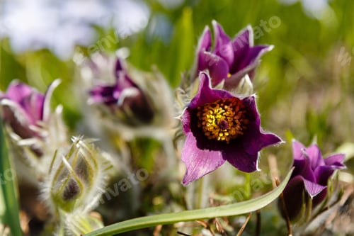 Preview: Pulsatilla Patens Common Names Include Eastern Pasqueflower, Prairie Crocus, And Cutleaf Anemone In
