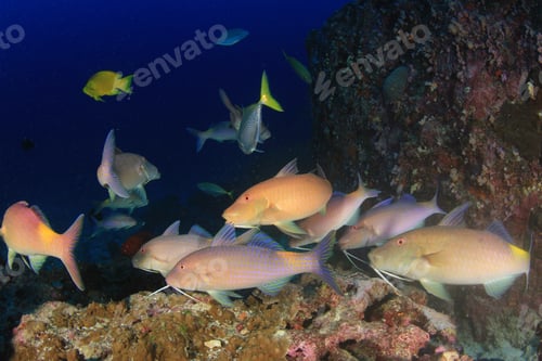 Preview: Pack Of Fish Hunting: Yellowsaddle Goatfish