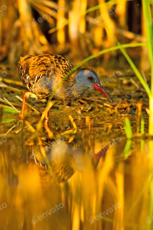 Preview: Water Rail. Natural Habitat. Natural Background.