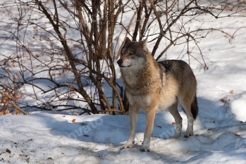 Preview: Wolf In The Bavarian Forest National Park, Bavaria, Germany