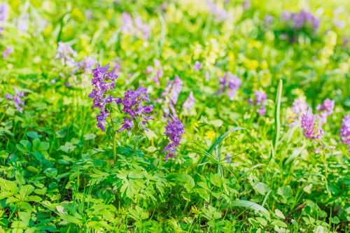 Preview: Violet Birthwort Flowers (Corydalis Solida) In Park Or Garden. Sunny Meadow With Corydalis Plants