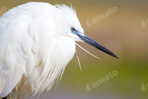 Preview: White Beauty Heron. Colorful Water Nature Background. Bird: Little Egret. Egretta Garzetta.
