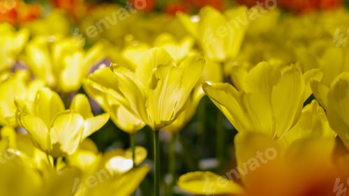 Preview: Spring Blooming Tulip Flowrs Blossom Scene. Tulips In Spring Blooming Garden. Tulip Festival In